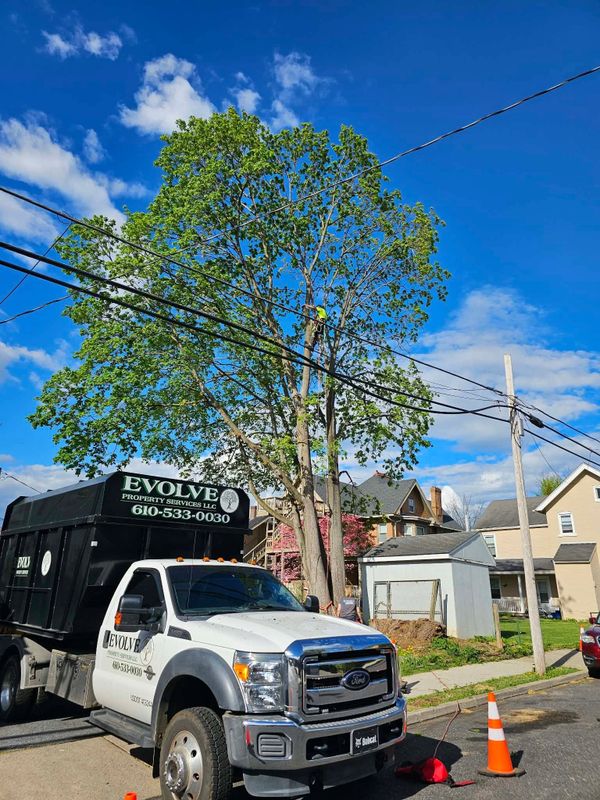 Tree Trimming