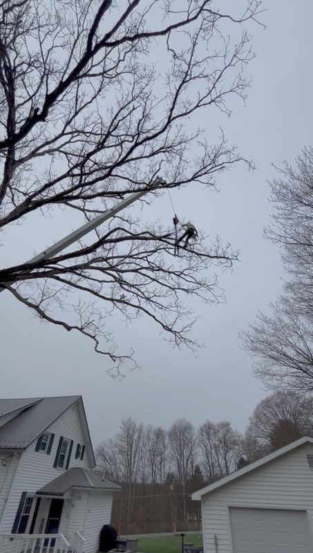 Tree Trimming
