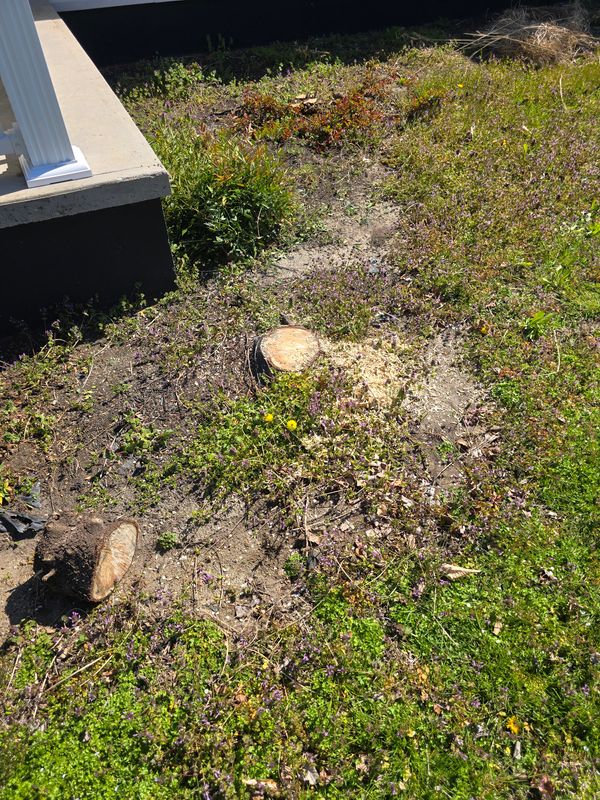 Stump grinding or removal