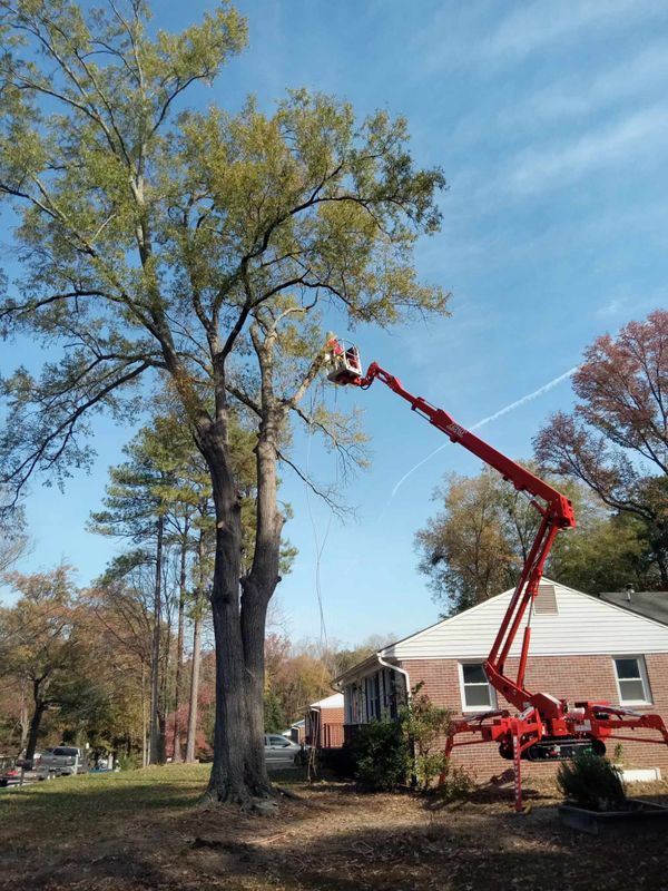 Tree Trimming