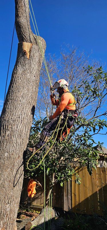 Tree Trimming