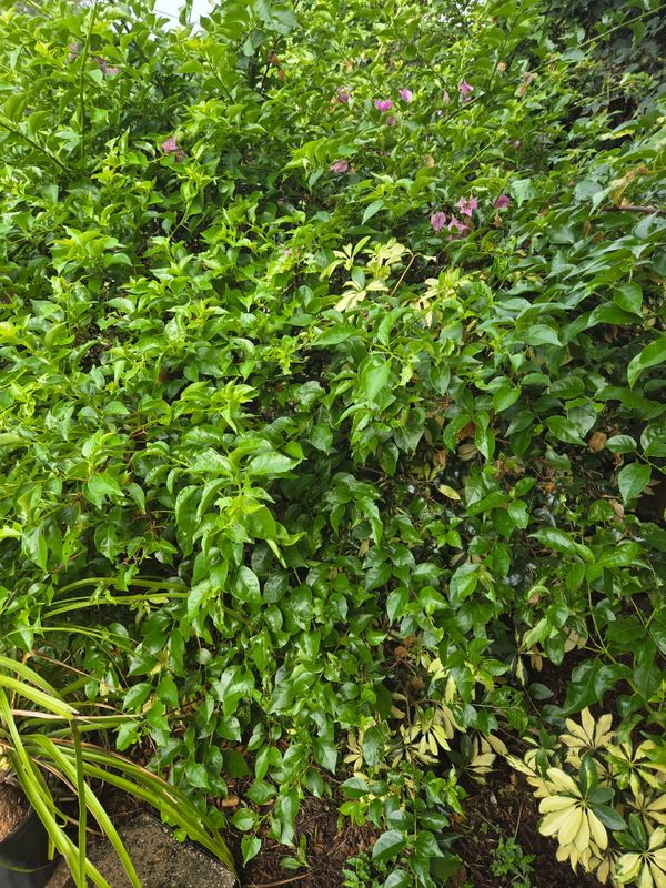 Tree and Hedge Care