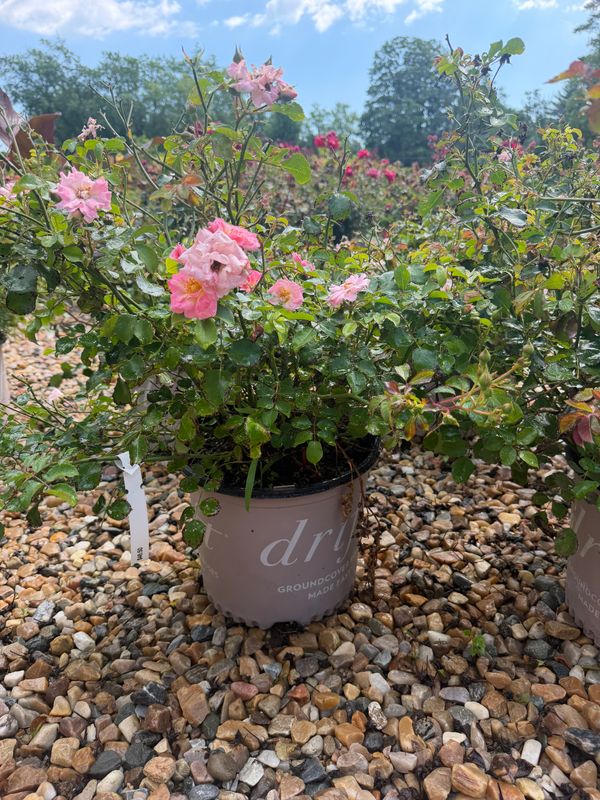Garden Center