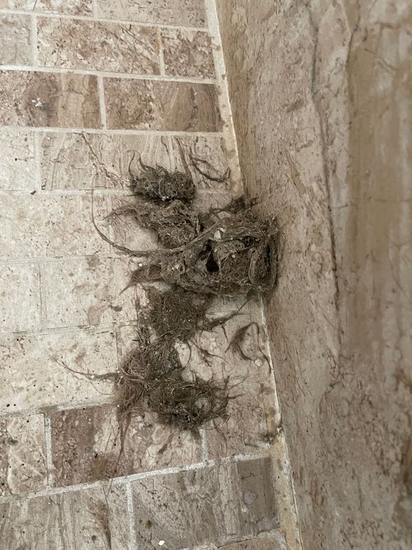 Shower Drain Cleaning in Fair Oaks Ranch, TX | Pawsome Plumbing
