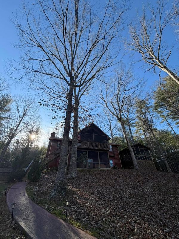 Tree Removal