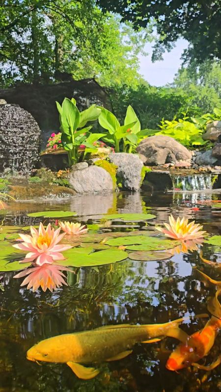 Ecosystem Ponds
