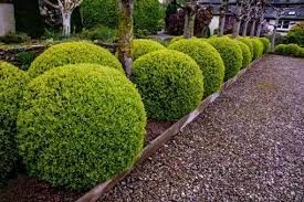 Tree and Shrub Care