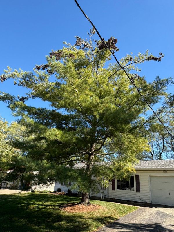 Tree Removal