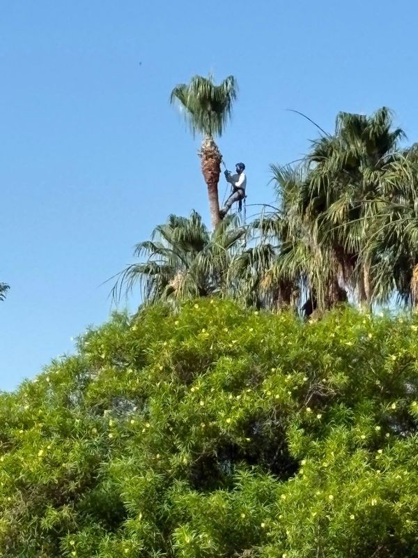 Tree Trimming