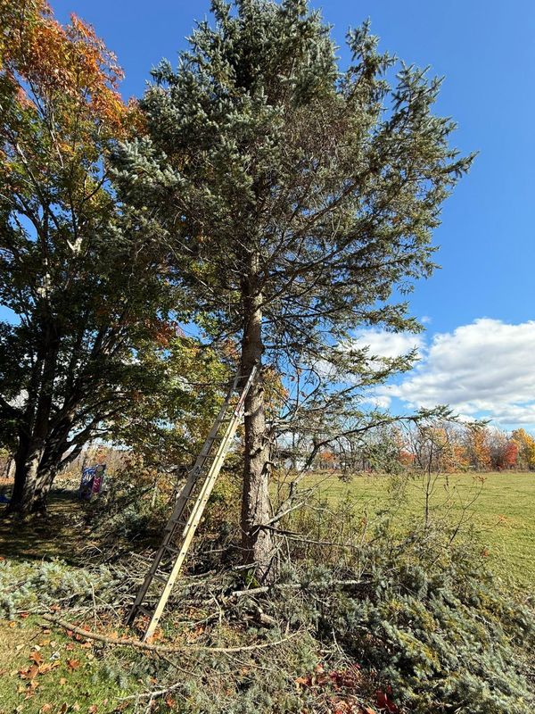 Fall Clean Up