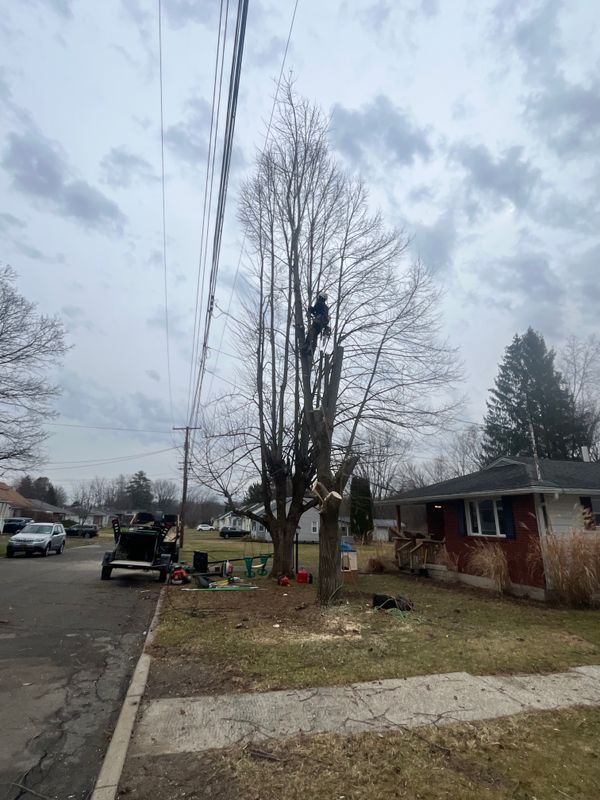 Tree Trimming