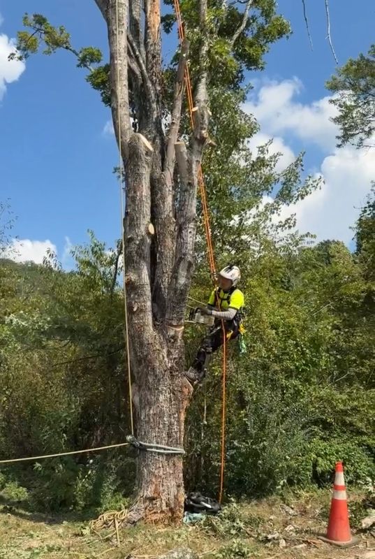 Tree Trimming