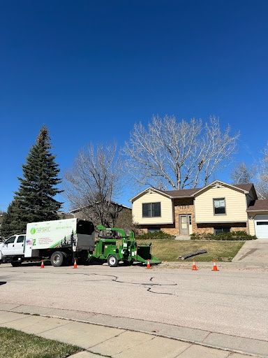 Tree Removal