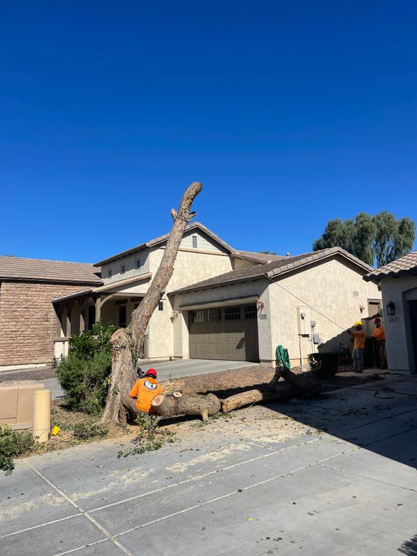 Sissoo Tree Removal