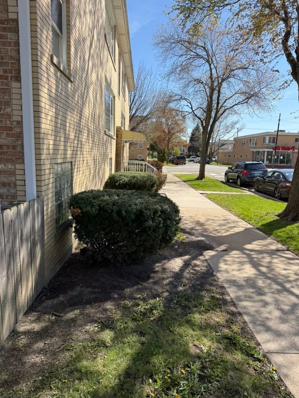Tree and Shrub Care