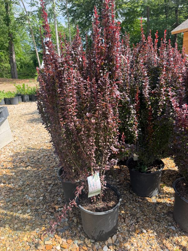 Garden Center
