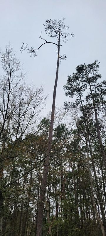 Tree Trimming