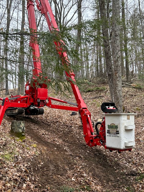 Tree Services