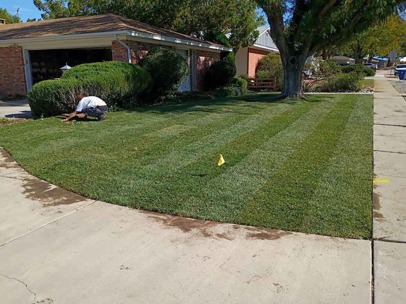 Sod Installation