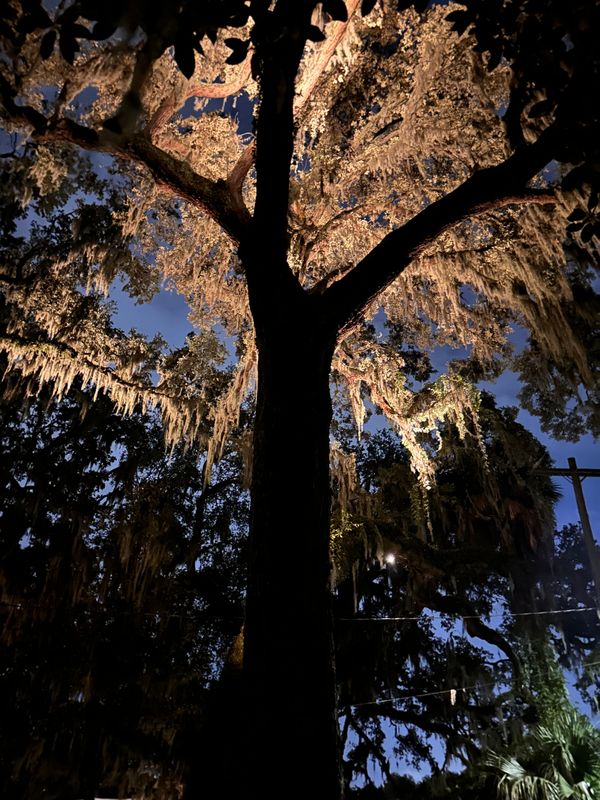 Landscape Lighting 