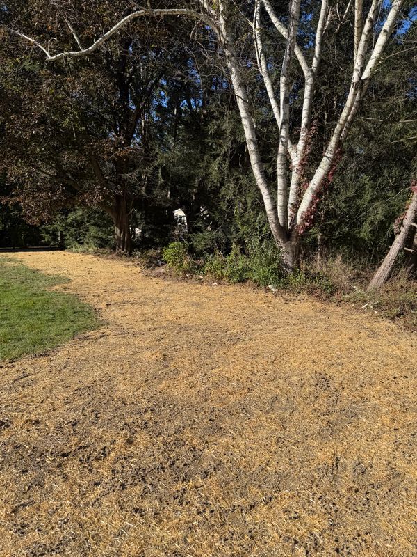 Lawn Maintenance