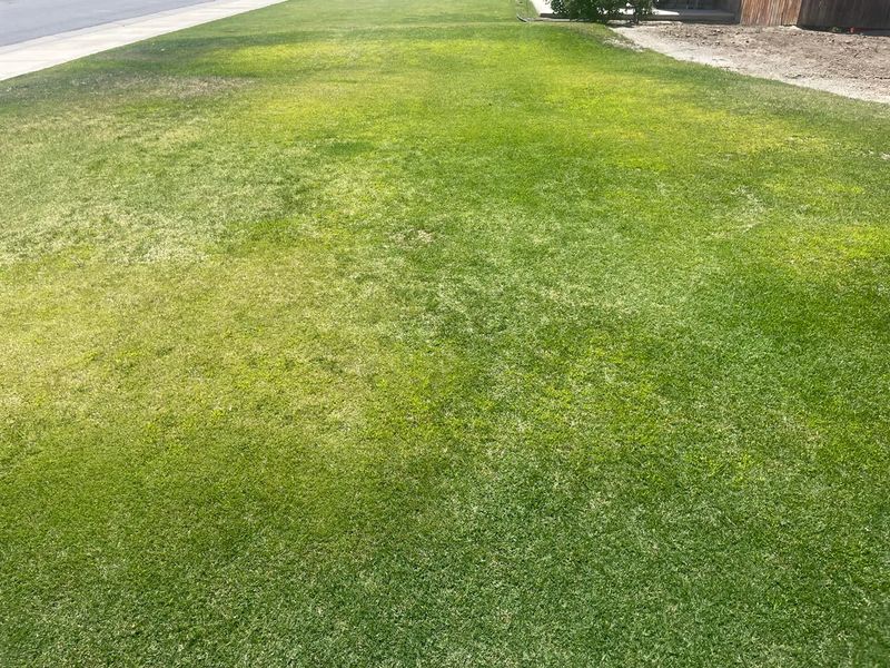 Lawn Maintenance