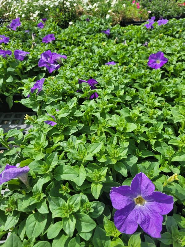 Planting