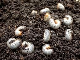 Mole Crickets & Grub Treatment