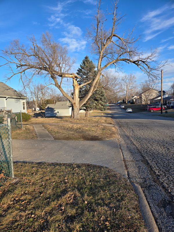 Tree Trimming
