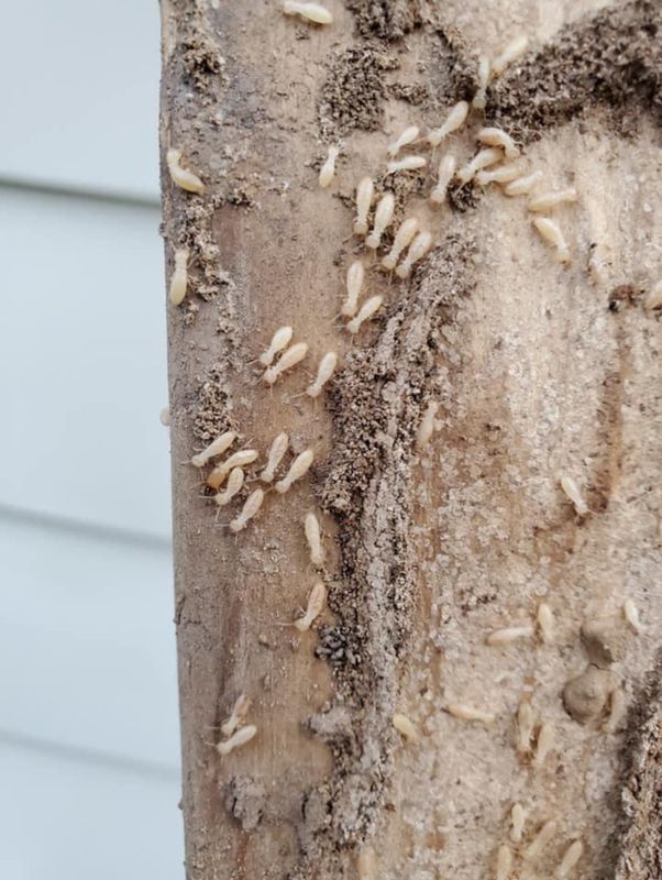 Termite Inspection & Treatment