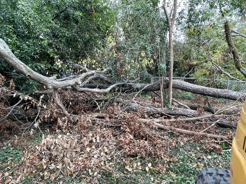 Tree Removal