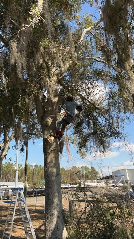 Tree Trimming gallery