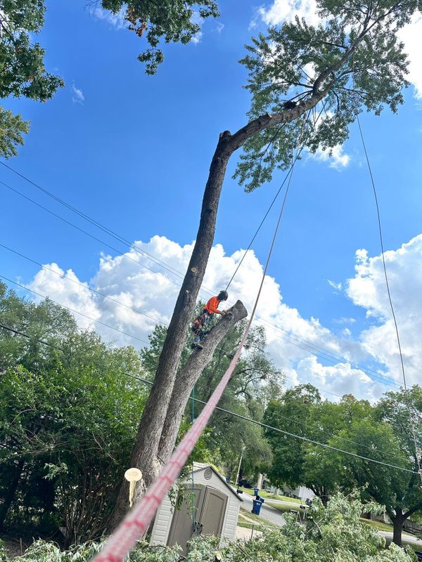 Tree Trimming