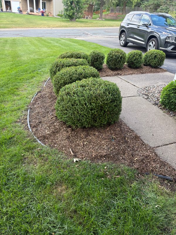 Tree and Shrub Care