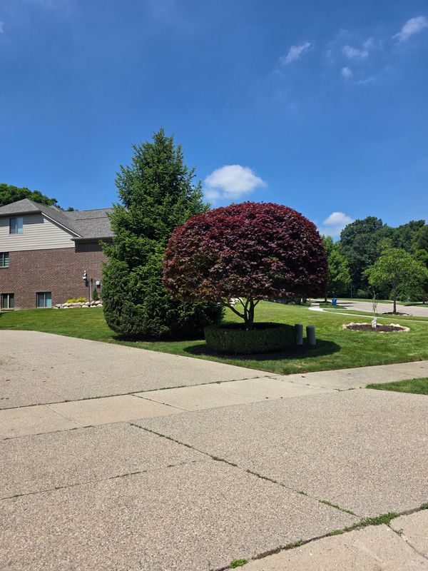 Shrub Trimming