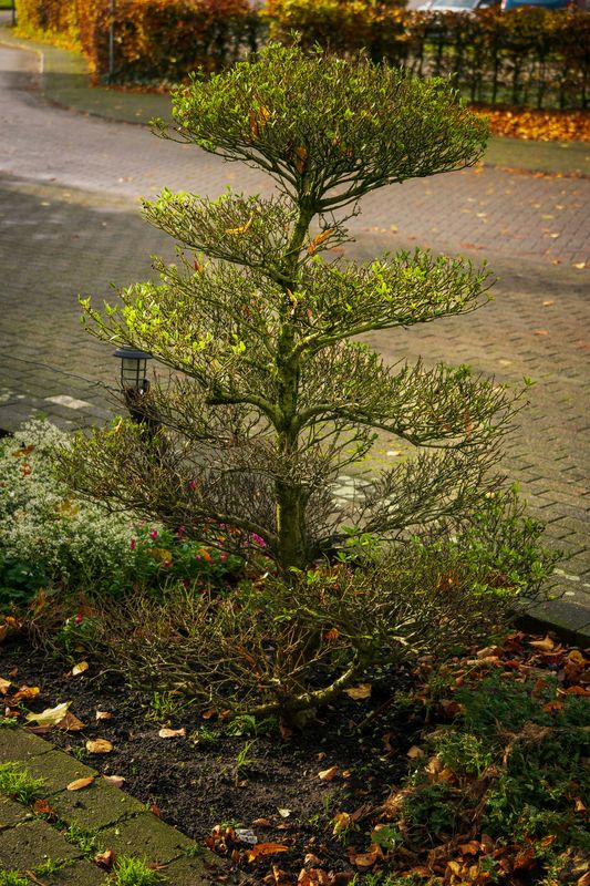 Tree Trimming & Removal
