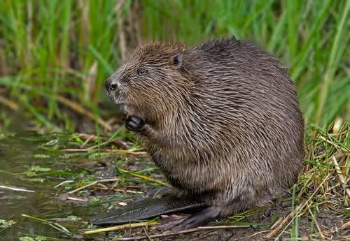 Beaver Removal