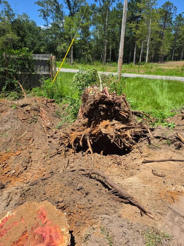 Stump Grinding and Removal
