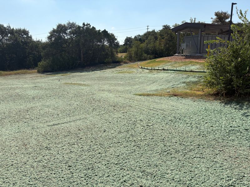 Hydroseeding