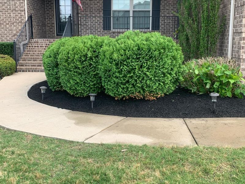 Shrub Trimming