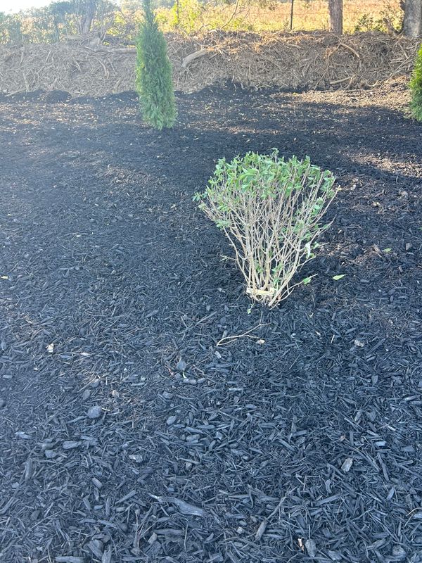 Landscape and landscape design