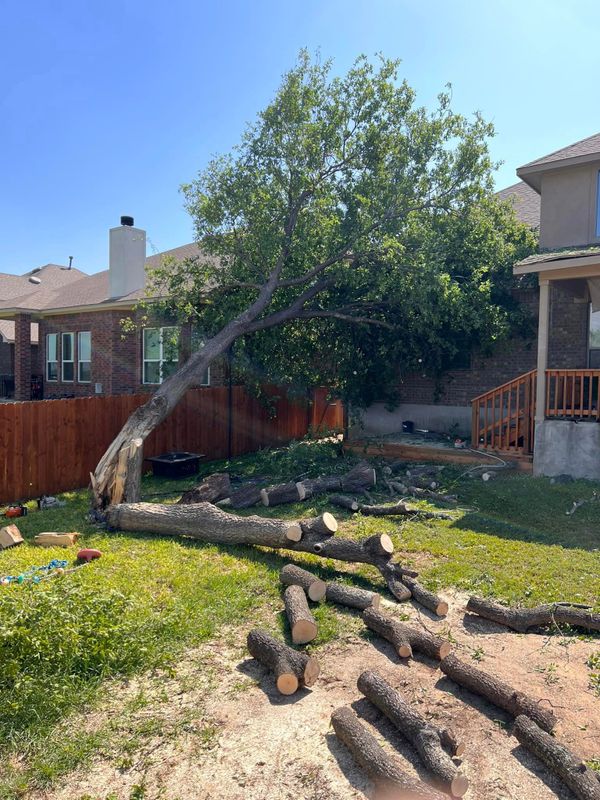 Tree Removal