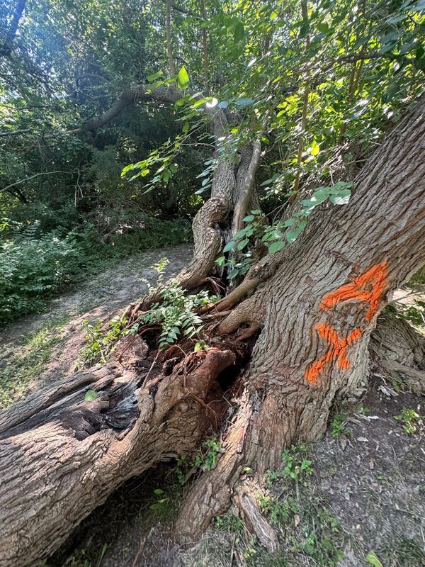 Emergency Tree Services