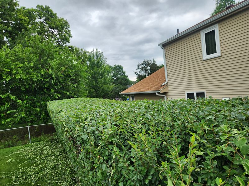 Hedge trimming 