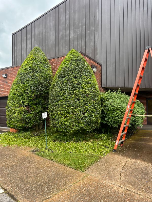 Shrub Trim