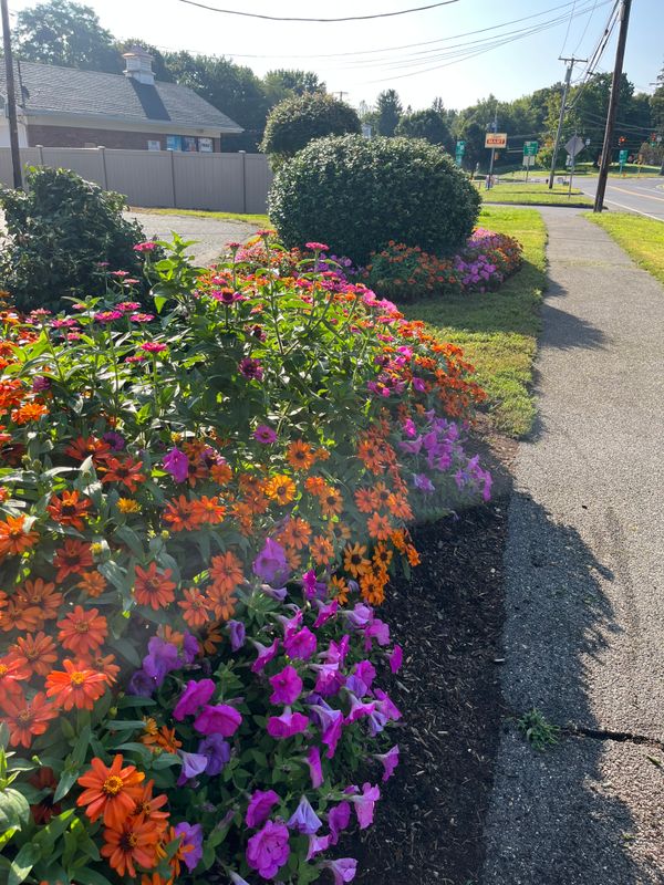 Tree & Shrub Care