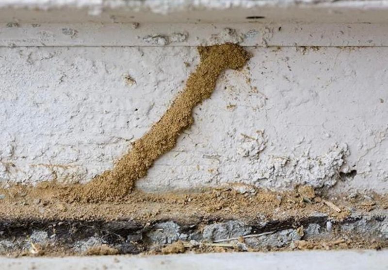 Termite Inspection & Treatment
