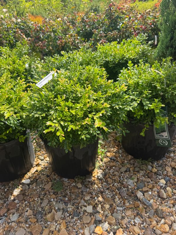 Garden Center