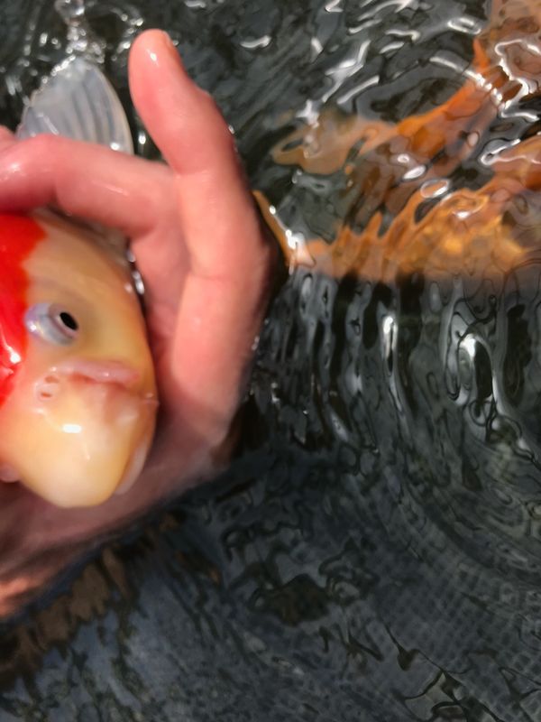 Koi Health