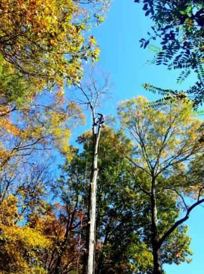 Tree Removal gallery